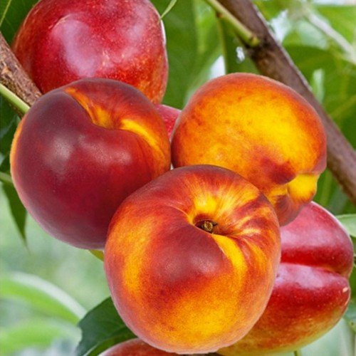 Prunus persica var. nucipersica 'Redgold' - Nektariin 'Redgold' C4/4L